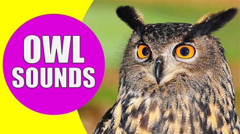 do owls prefer the sound of Beethoven to that of Mozart