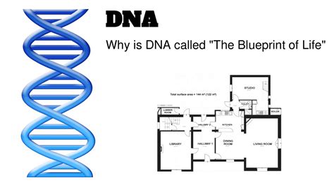 Why is DNA Called the Blue Print of Life: A Multifaceted Perspective